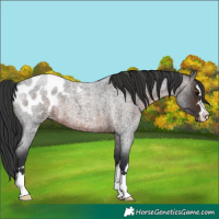 Horse Color:Brown Roan Appaloosa 