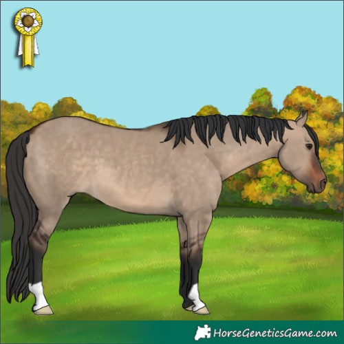 Horse Color:Brown Dun 