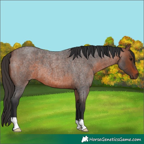 Horse Color:Brown Roan 
