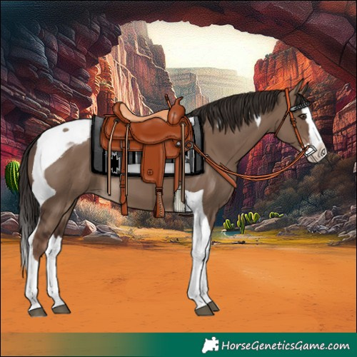 Horse Color:Liver Red Dun Splash Tobiano 