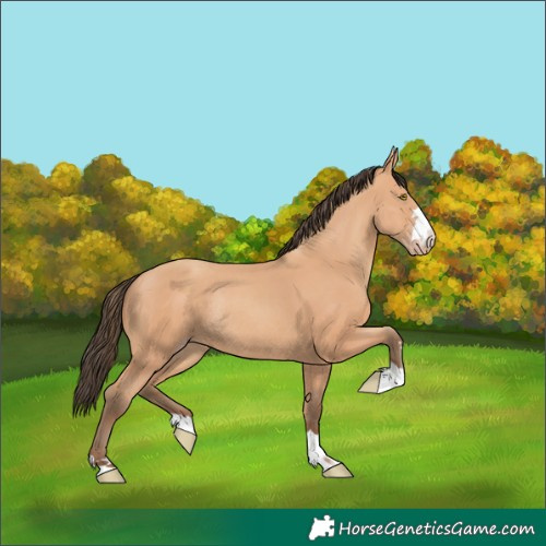 Horse Color:Amber Champagne Rabicano 
