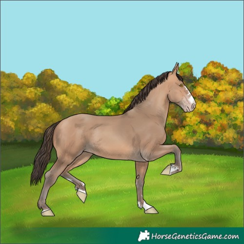 Horse Color:Amber Champagne Rabicano