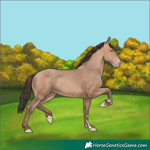 Horse Color:Amber Champagne Rabicano 