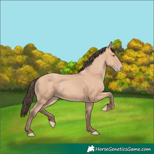 Horse Color:Amber Champagne Rabicano 