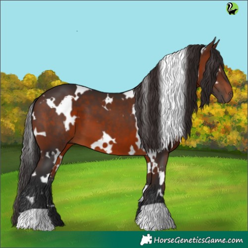 Horse Color:White Spotted Brown