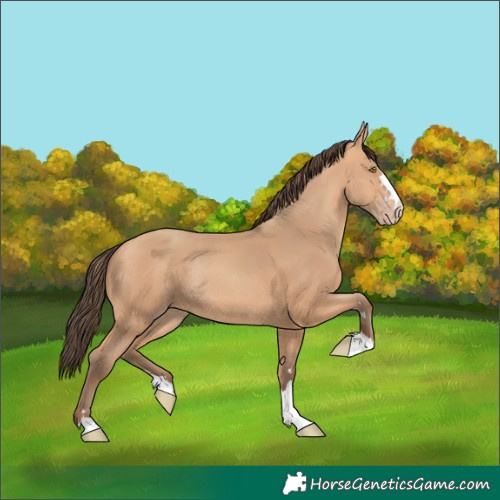 Horse Color:Amber Champagne Rabicano