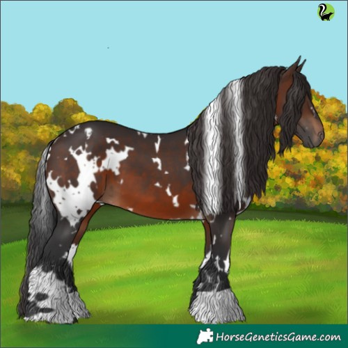 Horse Color:White Spotted Brown 