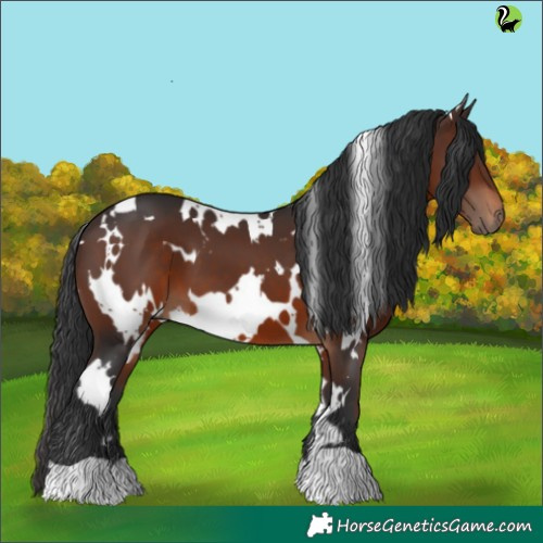 Horse Color:White Spotted Brown 