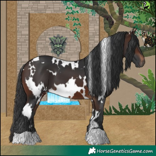 Horse Color:White Spotted Brown 
