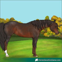 Horse Color:Liver Chestnut 