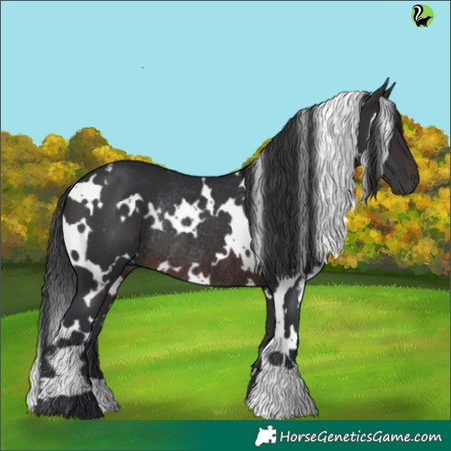 Horse Color:White Spotted Brown Rabicano