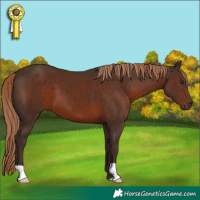 Horse Color:Liver Chestnut 