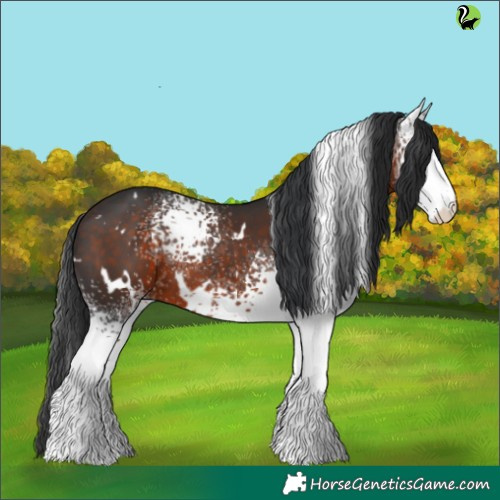 Horse Color:White Spotted Brown