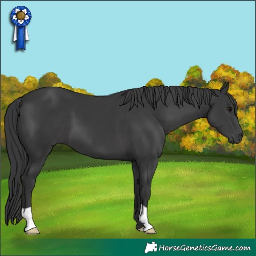 Horse Color:Black 