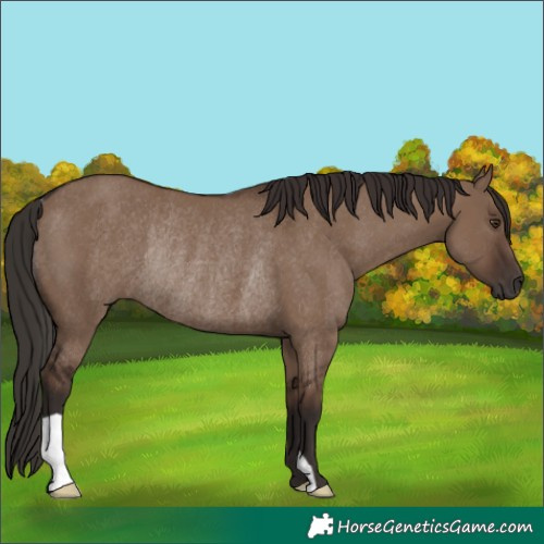 Horse Color:Liver Red Dun Rabicano 