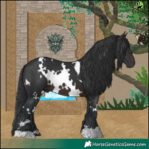 Horse Color:White Spotted Brown 