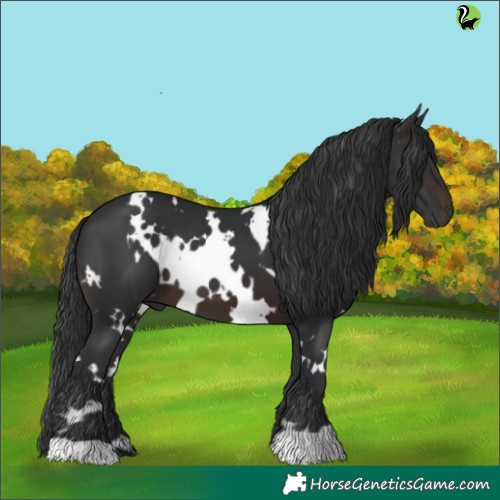 Horse Color:White Spotted Brown