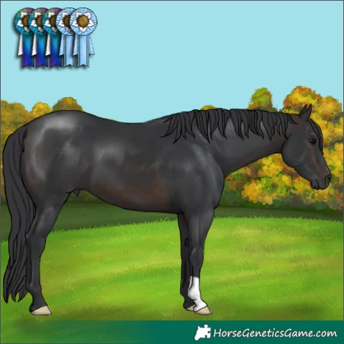 Horse Color:Brown 