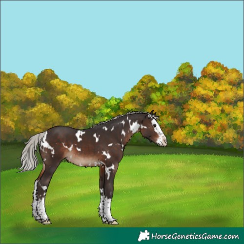Horse Color:White Spotted Silver Brown Splash 