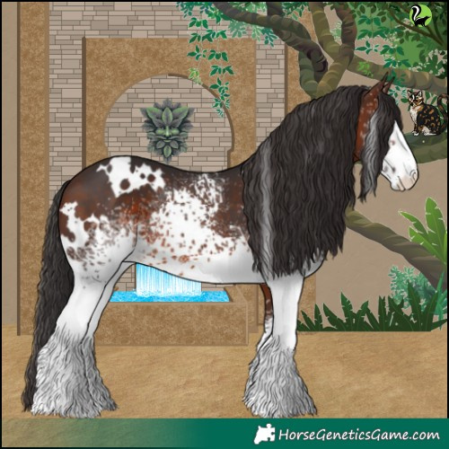 Horse Color:White Spotted Brown 