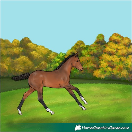 Horse Color:Bay 