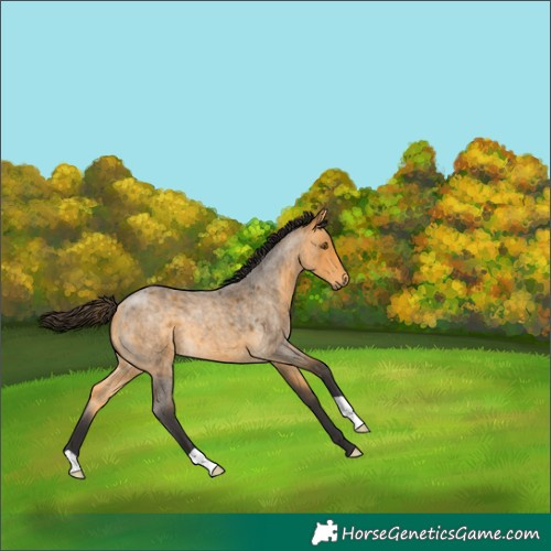 Horse Color:Buckskin Roan 