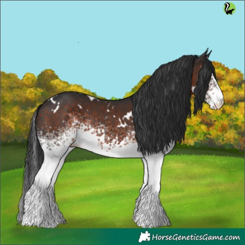Horse Color:White Spotted Brown