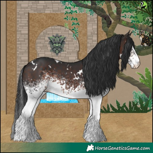 Horse Color:White Spotted Brown 