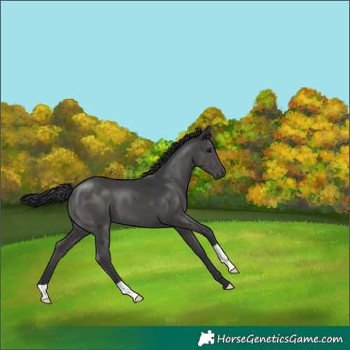 Horse Color:Black 