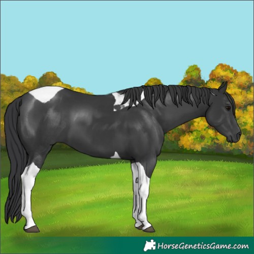 Horse Color:Black Tobiano 