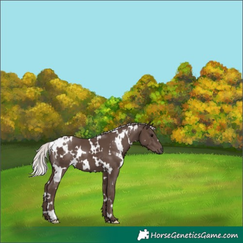Horse Color:White Spotted Silver Black 