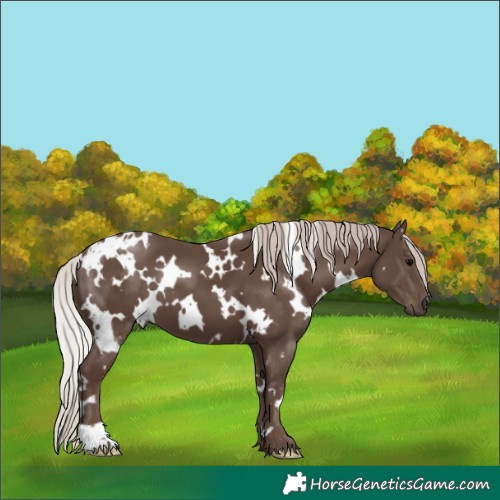 Horse Color:White Spotted Silver Black 