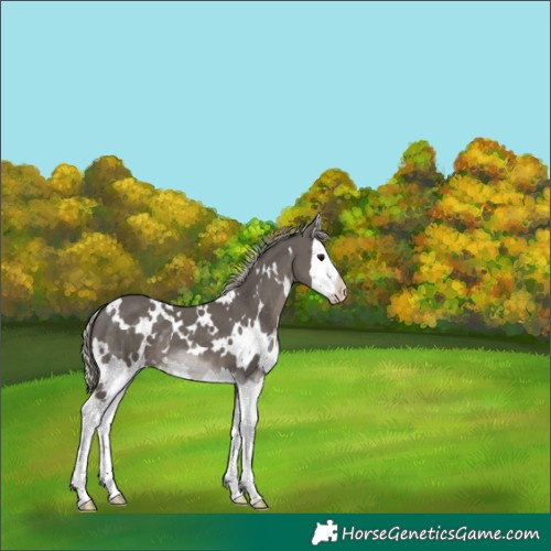 Horse Color:White Spotted Silver Black Splash 