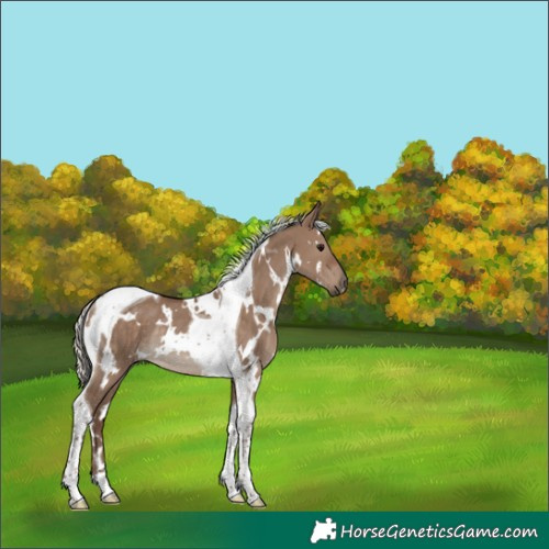 Horse Color:White Spotted Silver Grullo Tobiano Rabicano 