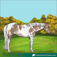Horse Color:White Spotted Silver Grullo Tobiano Rabicano