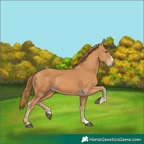 Horse Color:Chestnut 