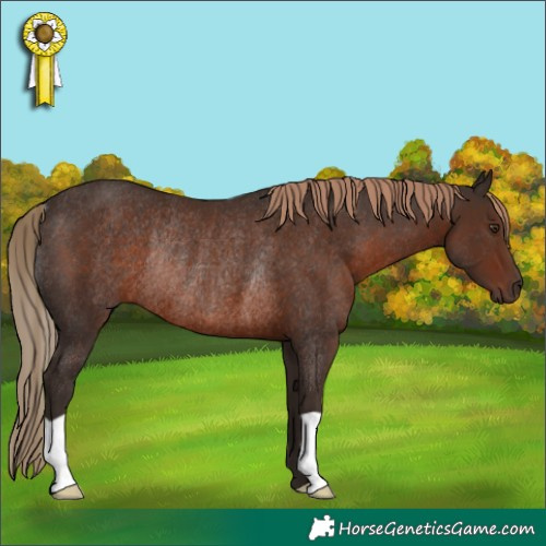 Horse Color:Liver Chestnut Rabicano 