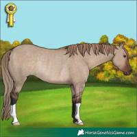 Horse Color:Liver Red Dun Rabicano