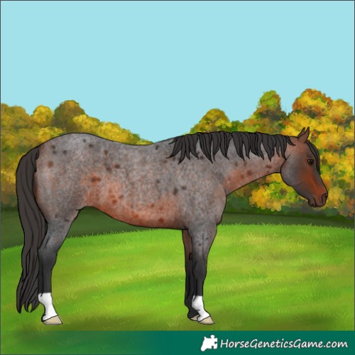 Horse Color:Bay Roan
