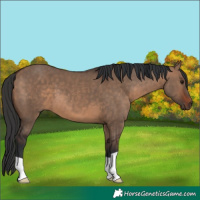 Horse Color:Brown Dun