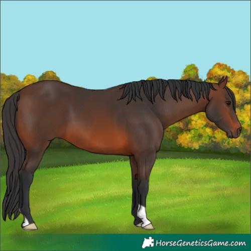 Horse Color:Brown 