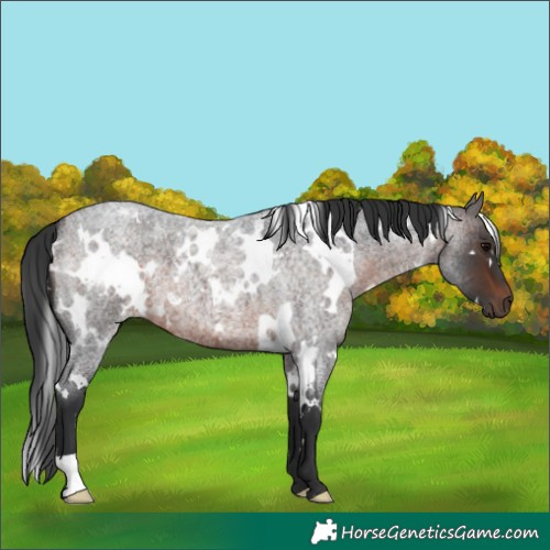 Horse Color:White Spotted Brown Roan 