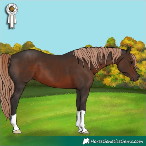 Horse Color:Liver Chestnut 