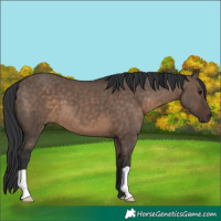 Horse Color:Brown Dun