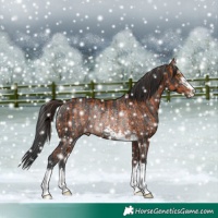 Horse Color:Bay Rabicano  and Brown Rabicano 