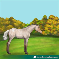 Horse Color:Silver Bay Roan Dun Varnish