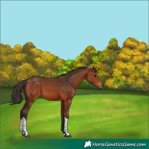 Horse Color:Bay Tobiano 