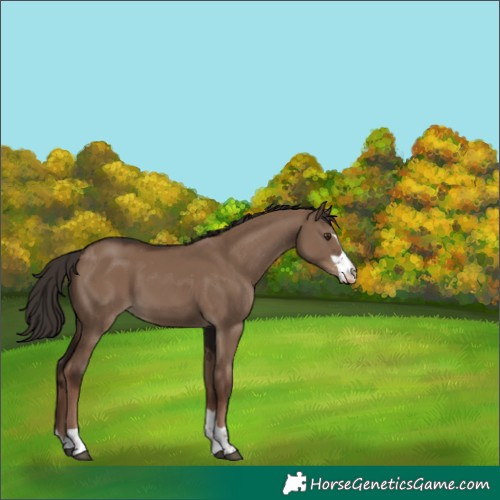 Horse Color:Liver Red Dun Appaloosa