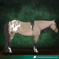 Horse Color:Brown Dun Tobiano Blanket 