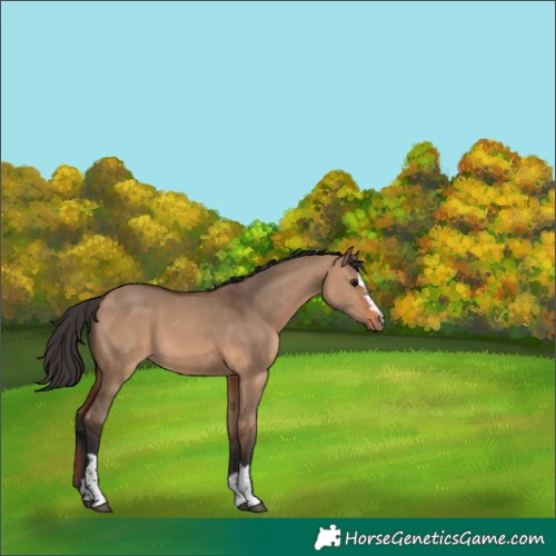 Horse Color:Bay Dun